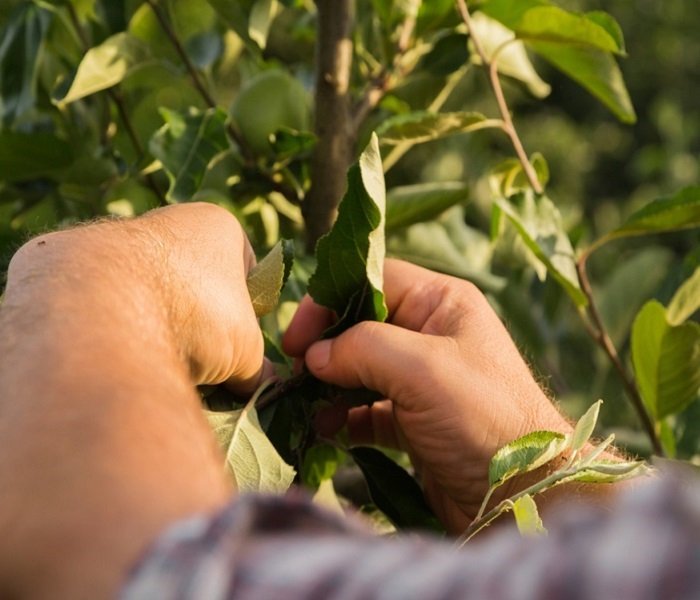 Before starting your tree pruning service, PPM Tree Service & Arbor Care evaluates the foliage and branches, by hand, to determine the best course of action.