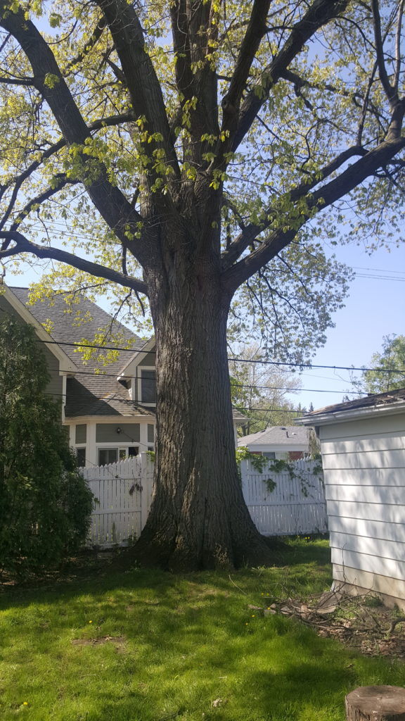 PPM Tree Service & Arbor Care will send an arborist to evaluate your tree to prescribe the best tree trimming plan.