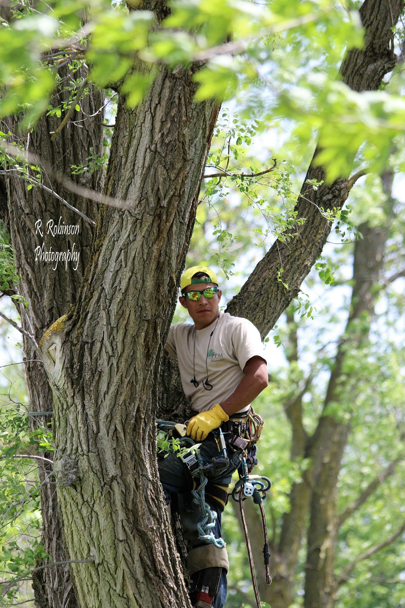 Neat Factoids On Birch Trees That Will Surprise You - PPM Tree Service &  Arbor Care, LLC