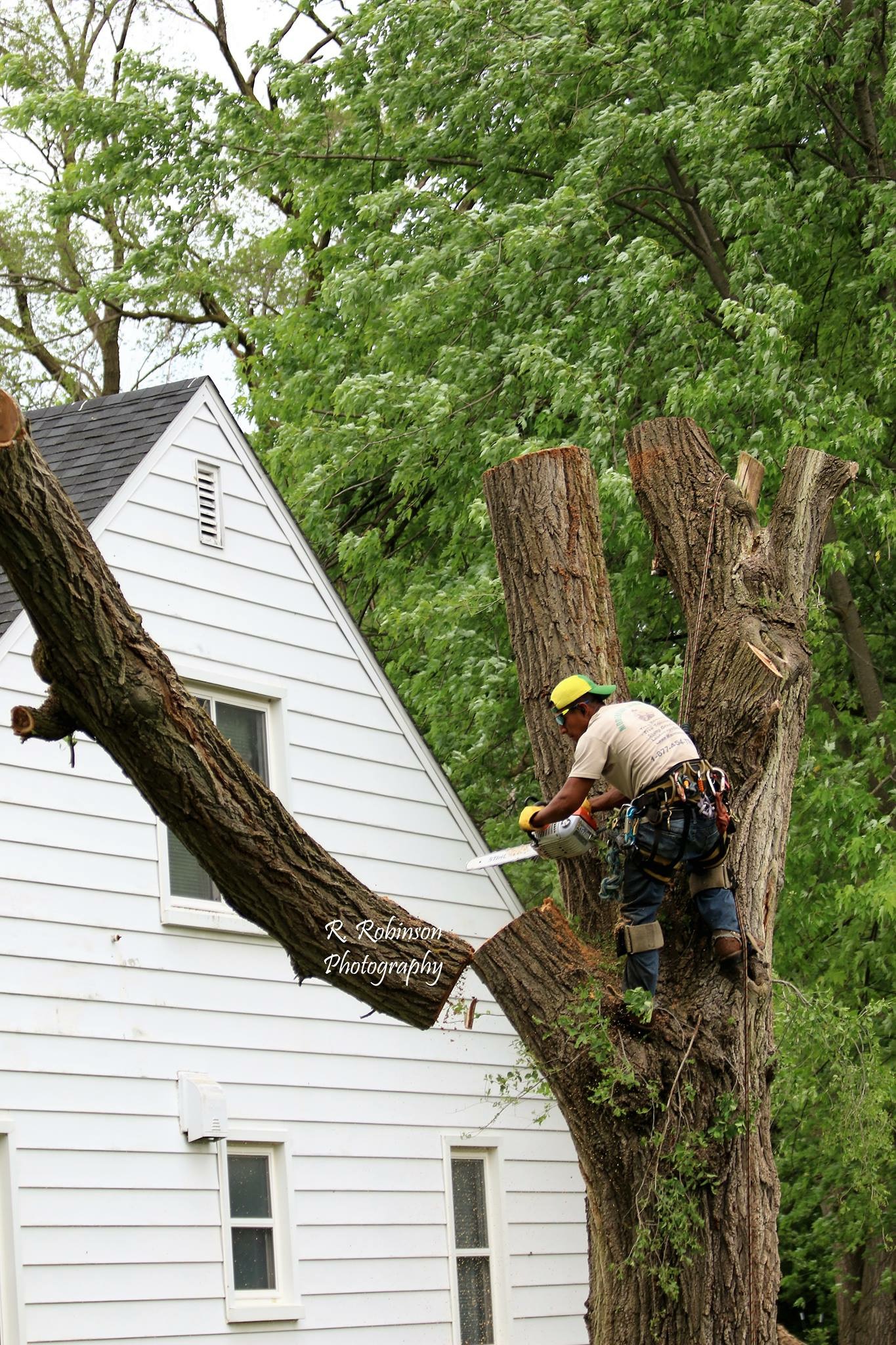 Tree Removal