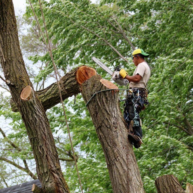 Oshawa Tree Services Emergency Tree Service