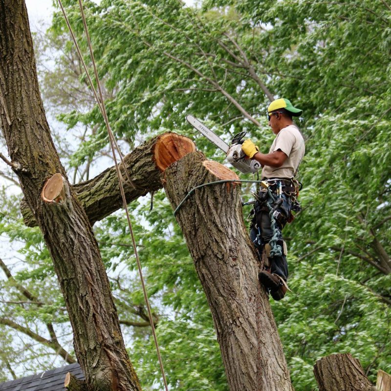 Tree Removal Oshawa