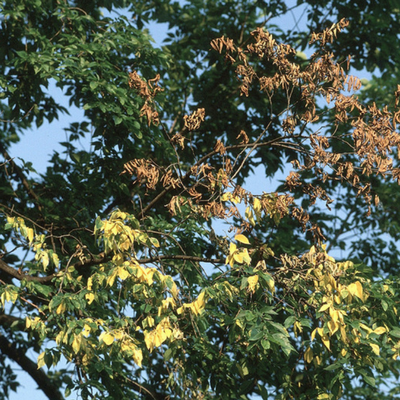 Dutch elm disease can cut off the nutrients to the trees branches.