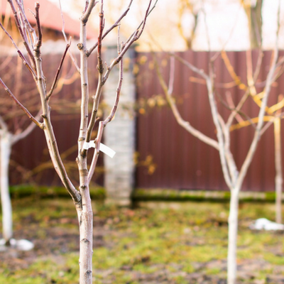 Fruit trees can be planted fairly easily.