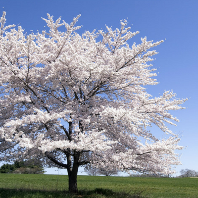 A beautiful serviceberry tree! A common sight throughout Michigan!