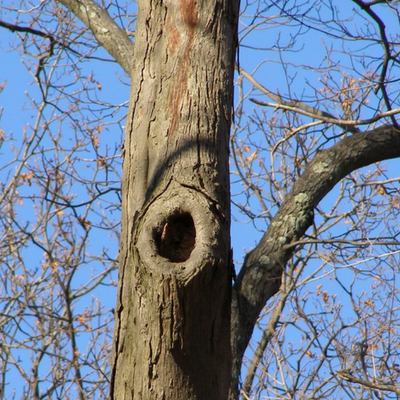 Tree with hollow trunk could snap easier you may have a dying tree