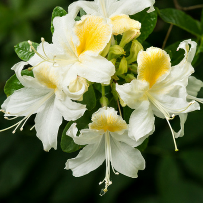 honeysuckle in michigan