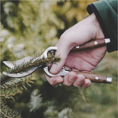 Pruning infected branches of blue spruce