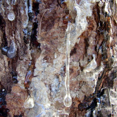 Cankers on blue spruce in michigan