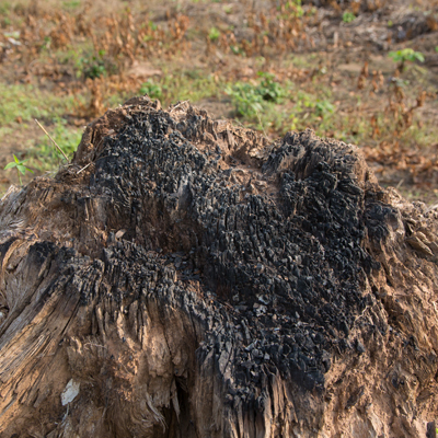 how to remove a tree stump by burning it