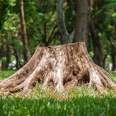 stump removal in nature