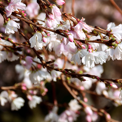 flowering trees