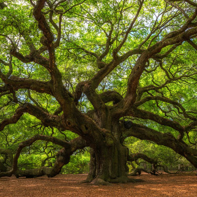 The 7 Oldest Trees in the World - PPM Tree & Arbor Care