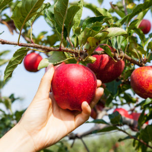 Visiting apple orchards in Michigan and picking our own apples is one of the best things to do with the family this fall.