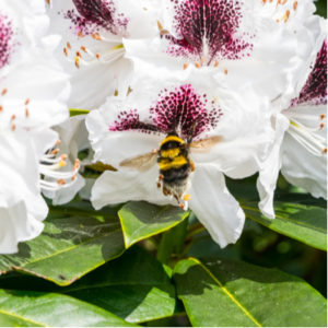 Beautiful Flowering Trees to Add to Your Michigan Lawn ...