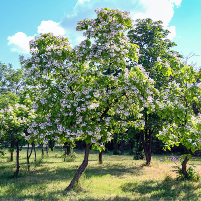 The Northern Catalpa tree is one of the best shade trees in Michigan and offers beautiful flowers in the spring and summer.