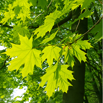 Maple trees are some of the best shade trees in Michigan and make an excellent addition to any Michigan lawn.