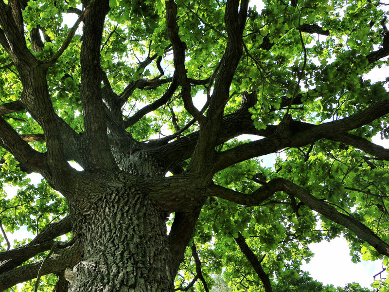 Add shade to your lawn this spring by planting an oak tree or one of the other best shade trees in Michigan.