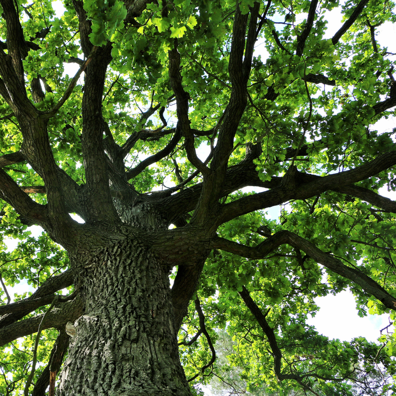 best-shade-trees-in-michigan-a-spring-tree-planting-guide