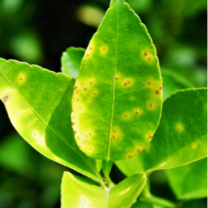 Anthracnose on the leaves of a tree