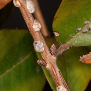 Tree scale insects on a branch