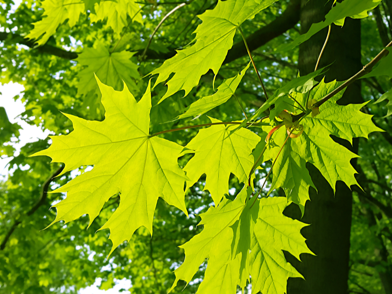 Leaves on a maple tree