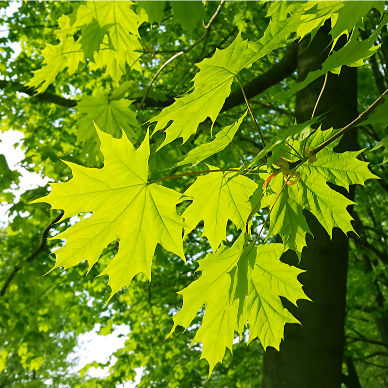 maple tree types by leaf