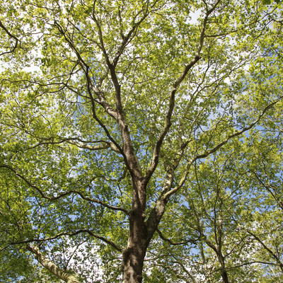 The Best Maple Trees for Michigan Yards | PPM Tree