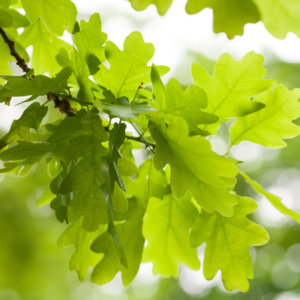 oak leaves