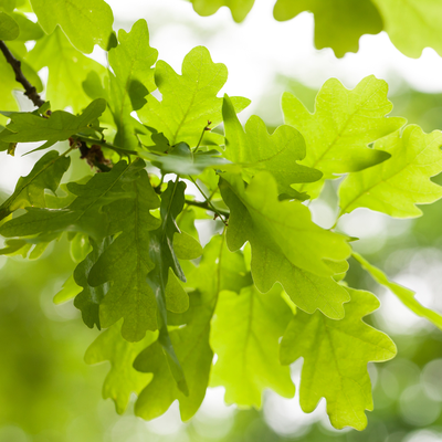 Common Diseases of Oak Trees in Michigan | PPM Tree Service