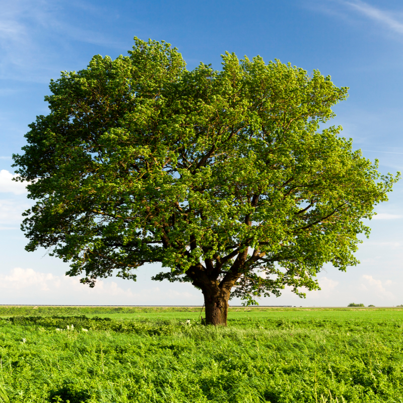 Common Diseases of Oak Trees in Michigan  PPM Tree Service