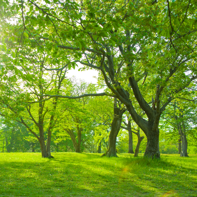 fast growing trees