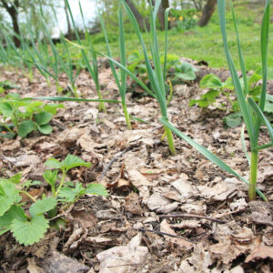 leaves being used as mulch