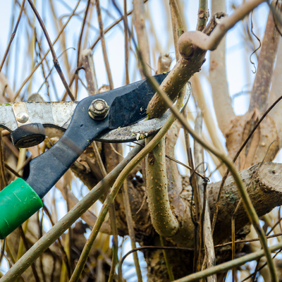 tree trimming by hand