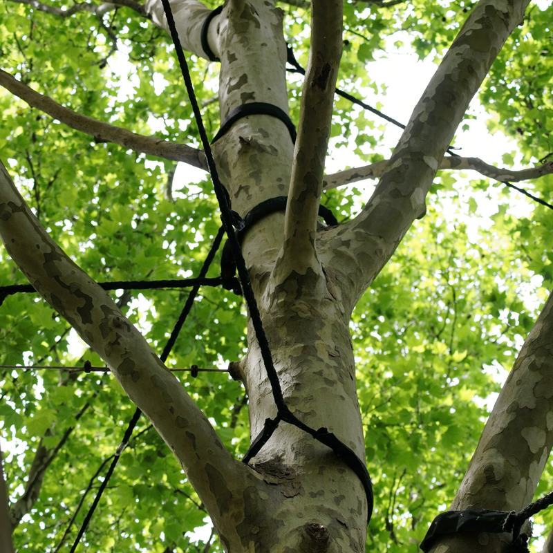 tree-cabling