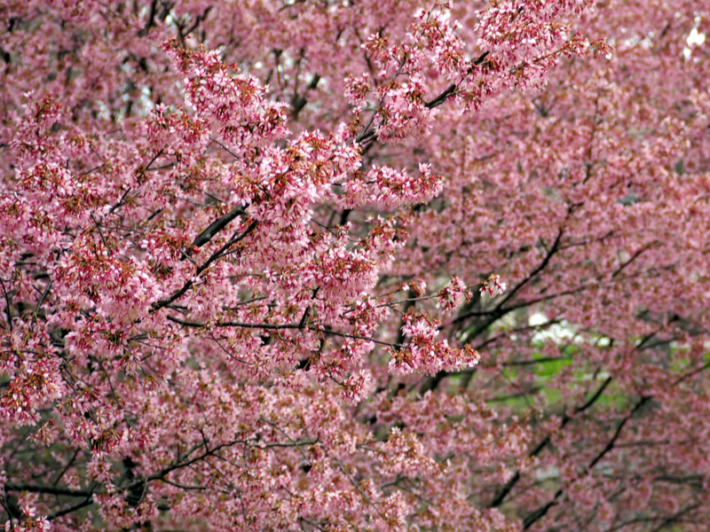 cherry tree blooming