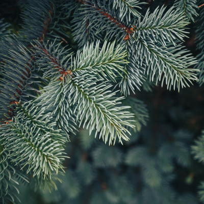 fir tree branches 