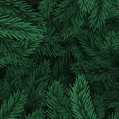 pine tree branches