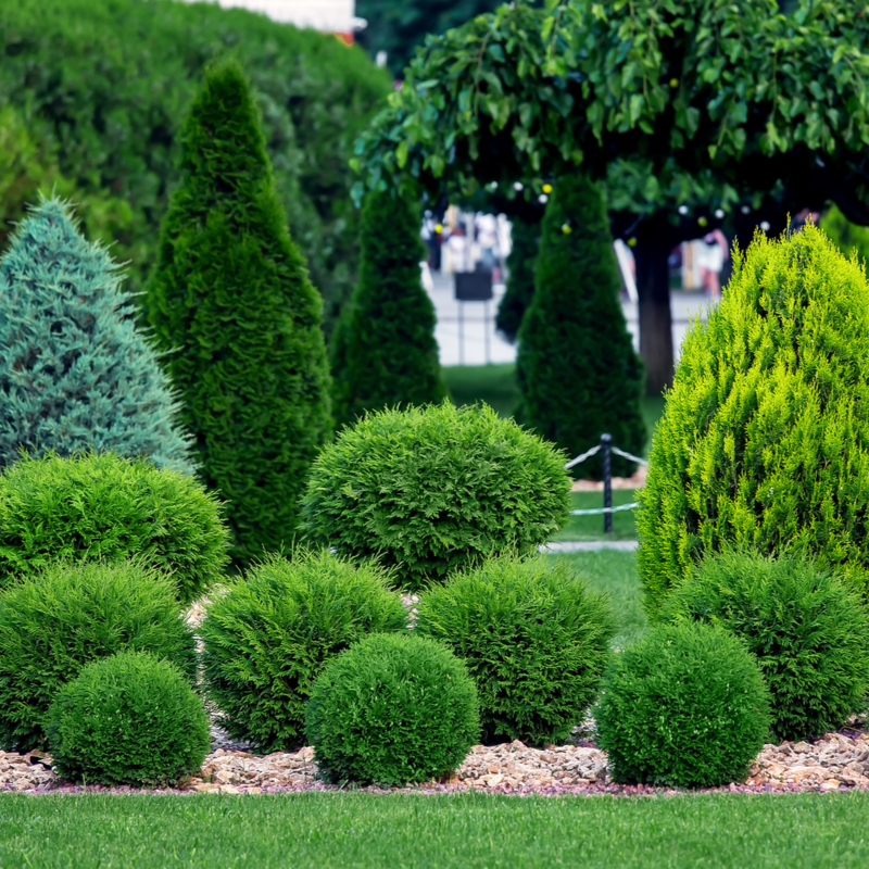 5-interesting-facts-about-evergreen-trees-ppm-tree-service-arbor