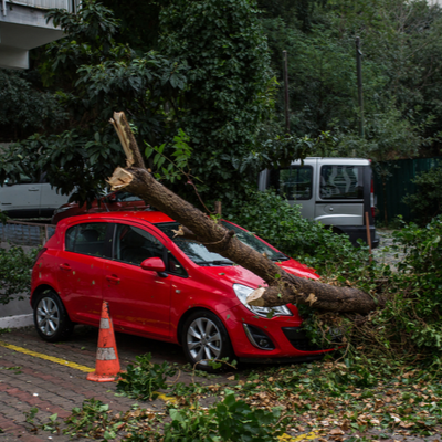 tree fallen on vehicle