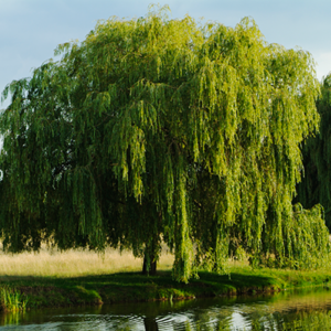 Everything You Need to Know About Weeping Willow Trees - Dengarden