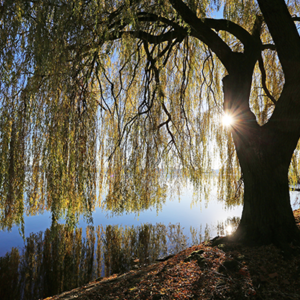 Fun Facts About Weeping Willow Trees - PPM Tree Service & Arbor