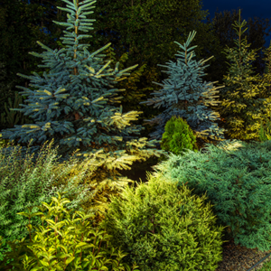 types of evergreen trees for privacy