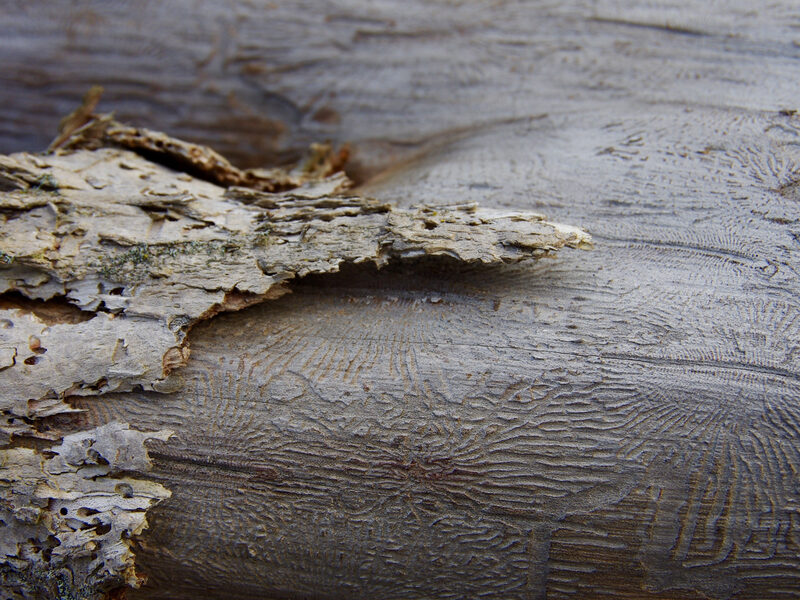 dutch elm disease on tree bark