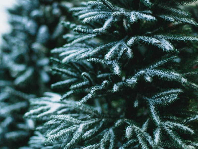 pine tree with snow