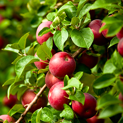 9 Neat Things You Didn't Know About Michigan's Apple Trees - PPM Tree ...