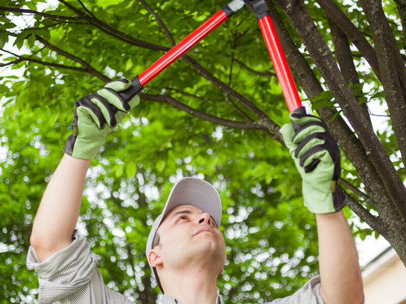 lawn tech trimming trees