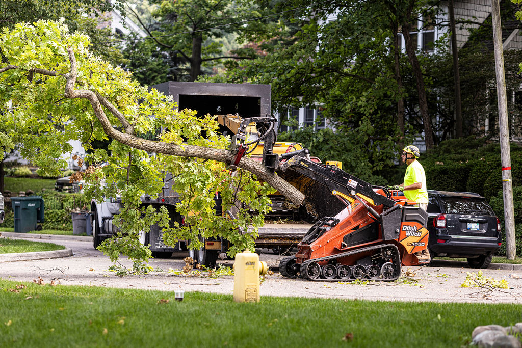 Neat Factoids On Birch Trees That Will Surprise You - PPM Tree Service &  Arbor Care, LLC