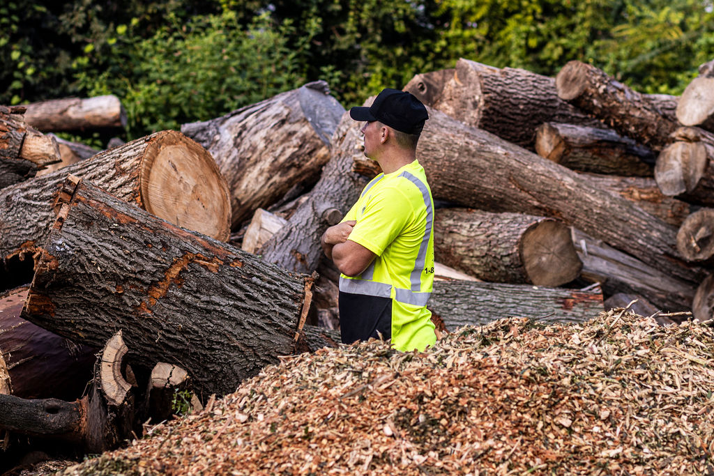 Neat Factoids On Birch Trees That Will Surprise You - PPM Tree Service &  Arbor Care, LLC