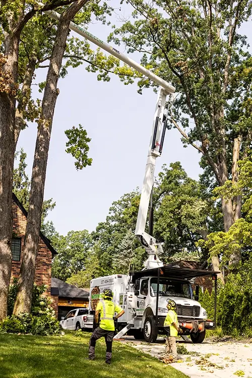 tree truck removing tree